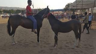 Pushkar Mela Fair 2018 RDGohil videography