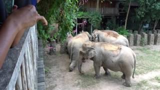 Elephants invade the kitchen