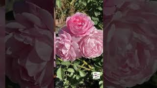 David Austin Rose Scepter'd Isle #rose