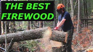 Cutting standing dead Fir firewood