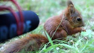 Baby Squirrel Talks Into Microphone