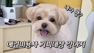 말티푸는 예민해?! 까칠해?! 편견을 깨줄게~!! / Is Maltifu sensitive or feisty?