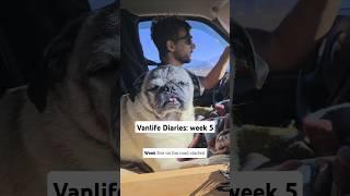 Vanlife diaries: week 5 #Nevada #Donkeys #LakeMead #ValleyofFire