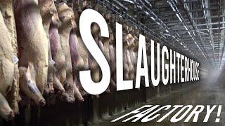 Incredible high-tech giant beef slaughterhouse - amazing modern technology beef factory