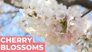 Cherry Blossoms in Washington, DC - Tidal Basin