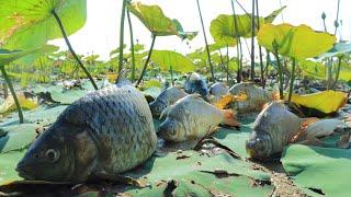 Lucky Founding Many Fishes In Dry Pond - Season Dry Fishing Catching Fishes