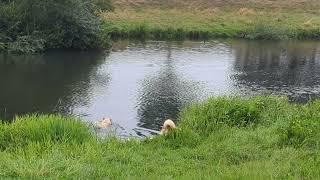 Steinunn's Kennel on tour an der Hase 