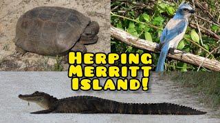 Herping Central Florida - Merritt Island National Wildlife Refuge! [2023]