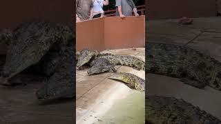 Feeding Hungry Crocodiles #shorts #short #shortvideo #shortsviral #shortsvideo #crocodile #wildlife