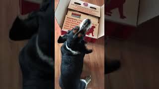 Passed the taste test Love the easy to carry shipping box! | PuppySimply