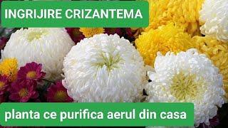 CRIZANTEMA  ingrijire, iernare,  inmultire