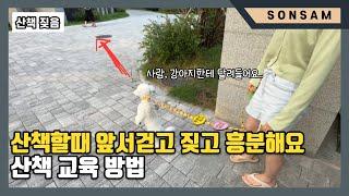 산책할 때 흥분하고 짖는 강아지 교육방법 (feat. 비숑프리제 푸딩)