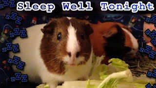 Relaxing Guinea Pig Therapy  A Calming Video for Pets