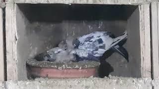 Senior Pigeon Lover Ustad Sheikh Ayub of Gujranwala Part 2