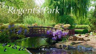 Regent’s Park | Royal Parks, London