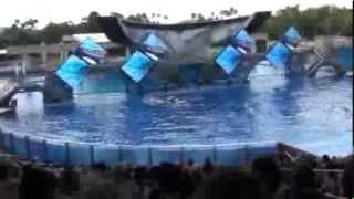 Tilikum @ Sea World Orlando (Shamu Believe Show)