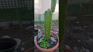 Sacred Succulents Bridgesii