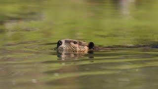 Researchers Partner with Ranchers, Beavers, and NASA