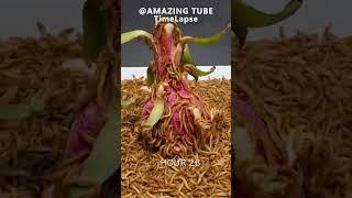 10.000 Worms VS Dragon Fruit