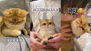 【牛奶是只猫】事实证明再可爱的小猫咪 看到帅哥都会害羞