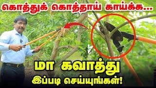 ஒரே மரத்தில் 6 மரத்தின் விளைச்சல் எடுக்கலாம் | மா கவாத்து | How to Mango Tree Pruning