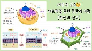 [고1 생명시스템] 1강. 세포의 구조⎥세포 소기관⎥세포막을 통한 물질의 이동⎥확산과 삼투