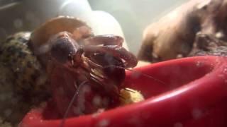 Purple Pincher hermit crab eats yolks, then throws food out of his food bowl.