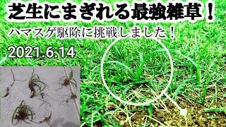 【芝生会の最強雑草】ハマスゲの駆除に挑戦しました！