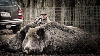 GIANT WILD BOAR - How Russian Hunter take down a 1500 Pound Wild Boar? | Invasive Species