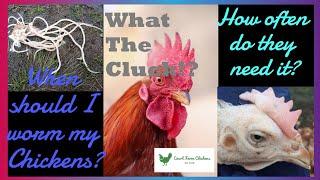 When should I worm my chickens? What The Cluck? - Episode 5 - Raising chickens for beginners