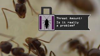 IL 1.3 Threat Amount: Insect Pest or Ally?