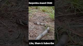 know more about this snake... kukri snake release by Anand Chitti