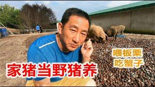 丹东农村另类养猪，喂板栗喂海鲜就是不喂粮食，家猪当成野猪养