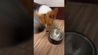 實測 Herz赫緻 飼料/美饌低溫風乾糧/挑嘴犬首選/原肉塊狗乾糧開箱