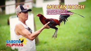 MCLEAN HATCH NI BIBOY ENRIQUEZ NG FIREBIRD GAMEFARM