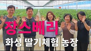 경기도 화성시 '장스베리' 딸기체험 농장을 소개합니다~