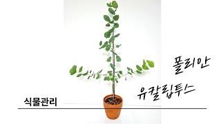 겨울나기에 성공한 유칼립투스 폴리안 키우기 - 물주기/햇빛/통풍/잎마름관리가 제일 중요하지요.