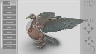 3D Bird Anatomy 2.0 for desktop