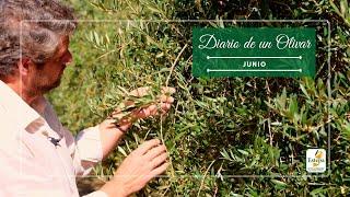 Diario de un Olivar: Junio - Denominación de Origen Estepa