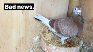 Lots happening with my breeding pigeons