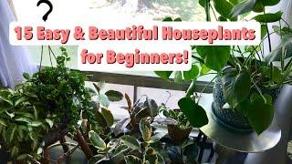 Easy Houseplants for Beginners + Care Tips! | EASY CARE INDOOR PLANTS FOR BEGINNERS