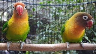 Lovebird Singing & Chirping Sounds - Green Fischer Pair