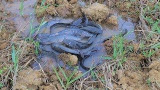 Find Catfish in Secret Hole Dry By Smart Primitive- Survival Skill Catch Fish By Mud Underground Pit