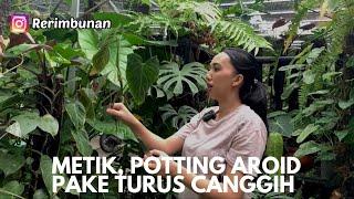 Metik aroid, langsung potting pakai turus keren