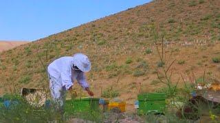 Honey harvesting in Afghanistan