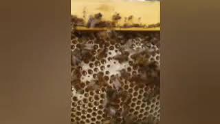 Bees Vlog Honey Made in BIM