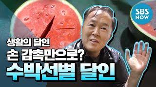 [생활의달인] Ep.673 손 감촉만으로 선별 가능? '수박 선별 달인' / 'Little Big Masters' Review