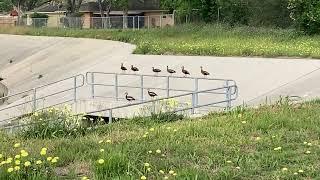 10 Seconds of Whistling Ducks,....on a Rail,...in the Park,...Chillin'.