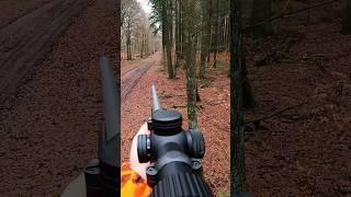 Kapitale Rothirsche auf Drückjagd in Anblick... nicht freigegeben #gopro #remington700 #338winmag