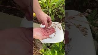 How to harvest Hairy beardtongue (Penstemon hirsutus) seeds